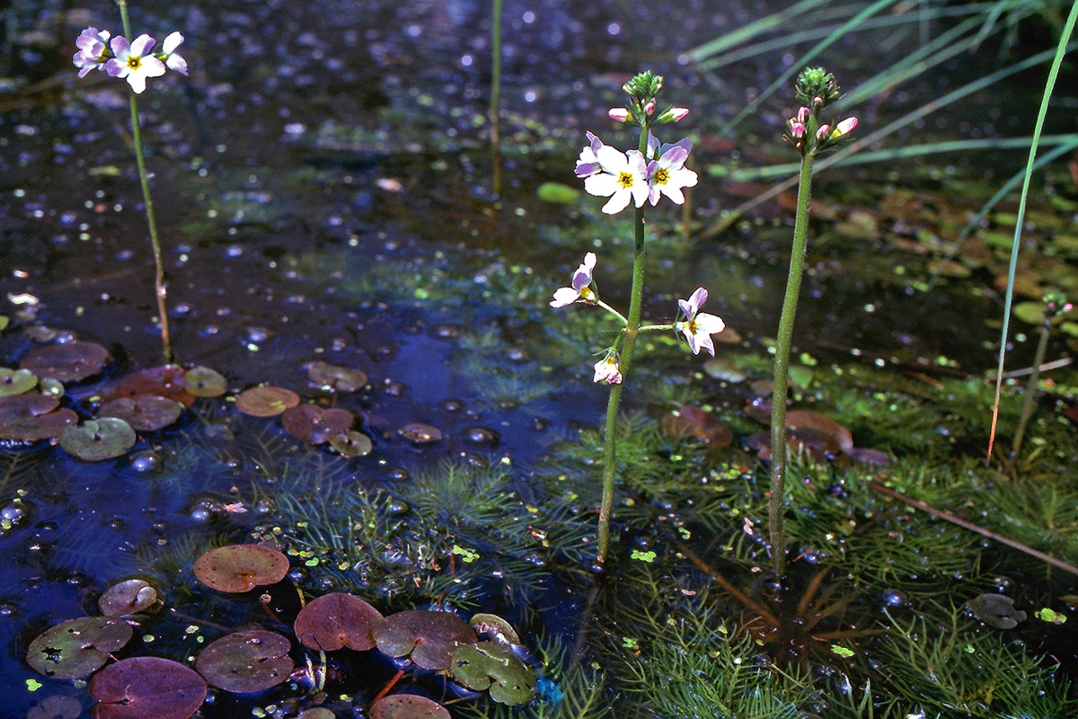 Primulaceae Hottonia palustris