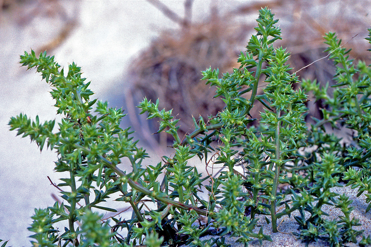 Amaranthaceae Salsola kali