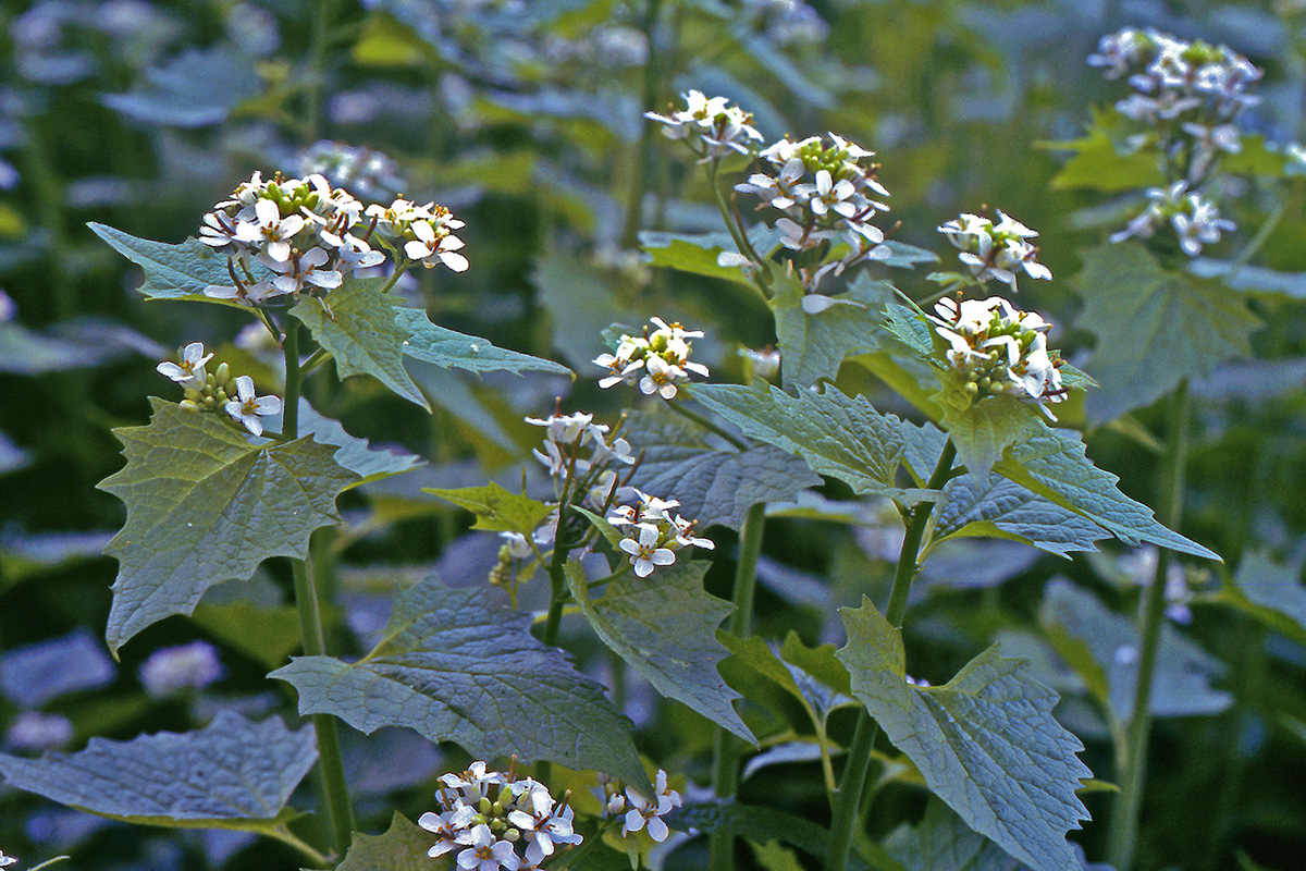 Brassicaceae Alliaria petiolata