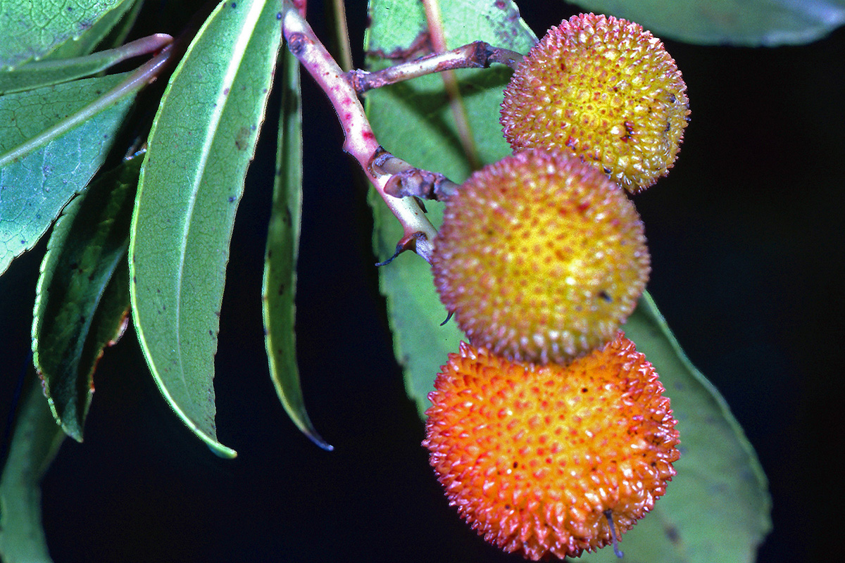 Ericaceae Arbutus unedo