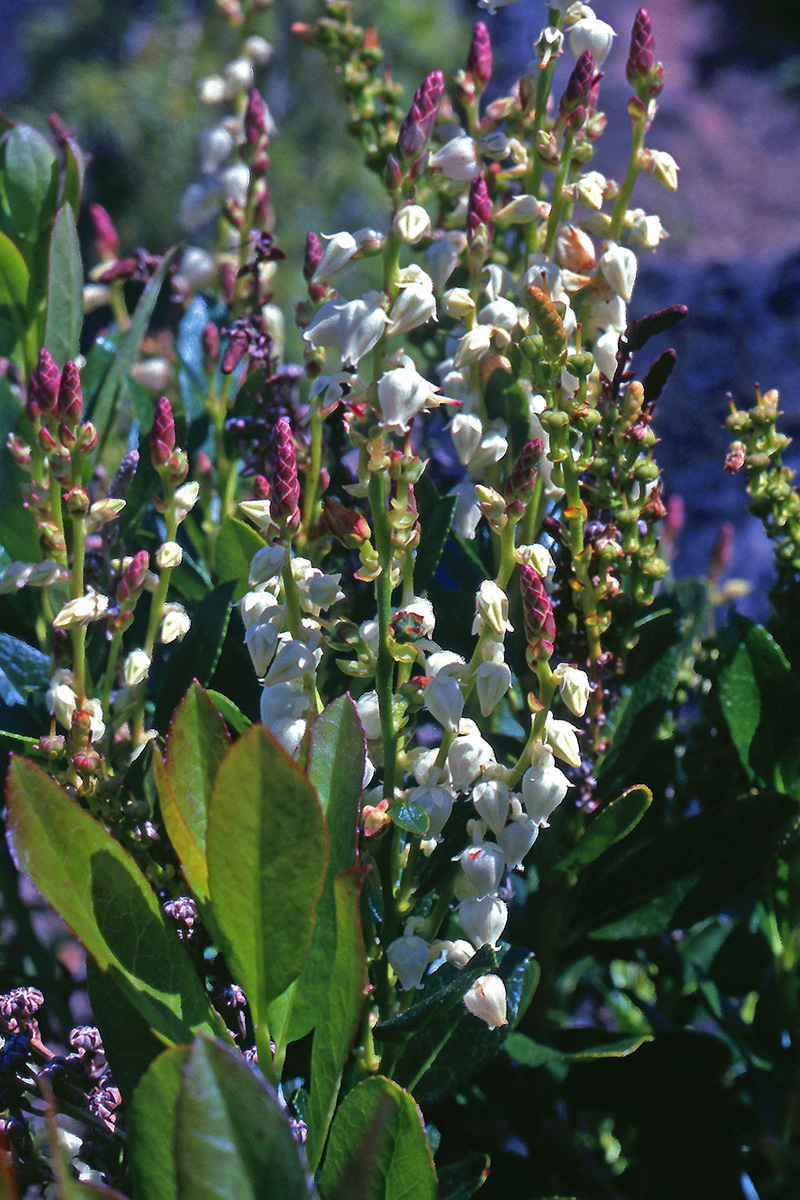 Ericaceae Leucothoe davisiae