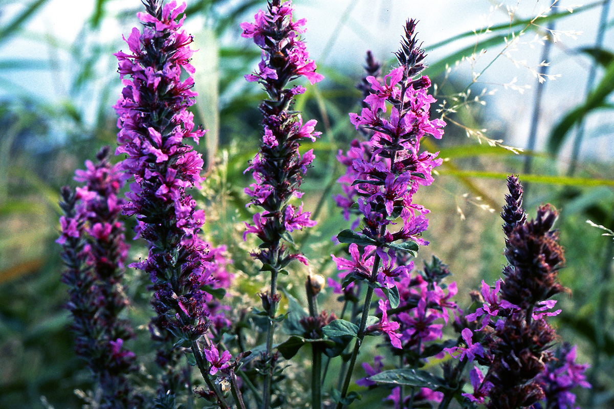 Lythraceae Lythrum salicaria