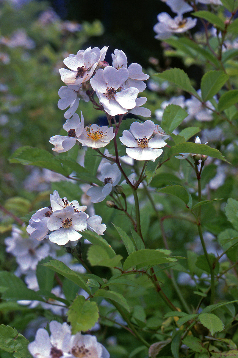 Rosaceae Rosa multiflora