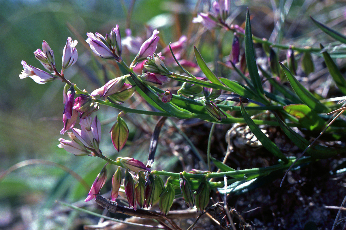 Polygalaceae Polygala amarella