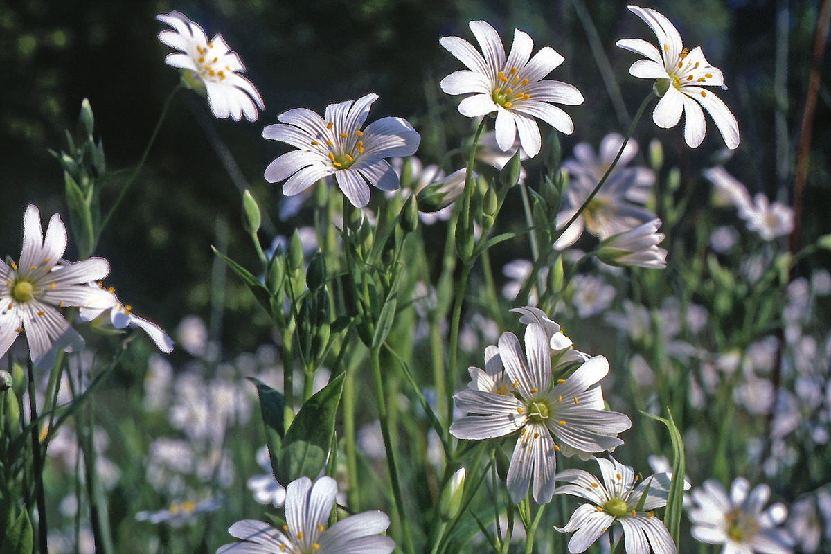 Caryophyllaceae Stellaria holostea