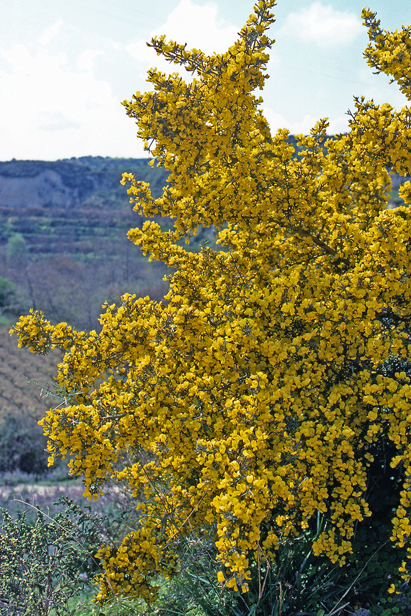 Fabaceae Calicotome villosa