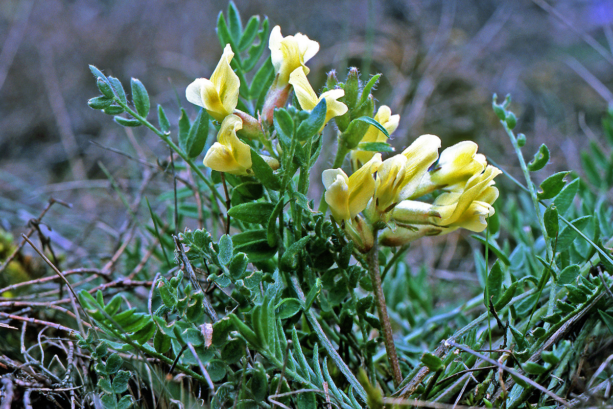 Fabaceae Oxytropis campestris