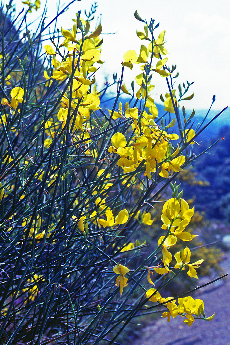 Fabaceae Spartium junceum