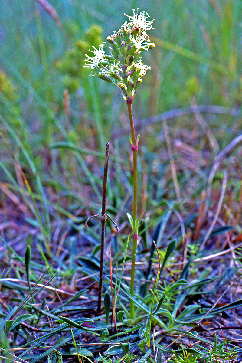 Caryophyllaceae Silene otites