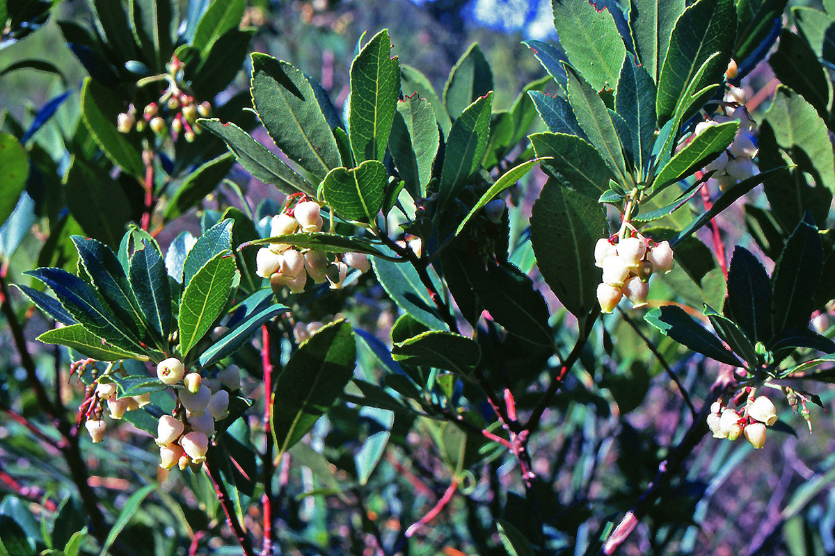 Ericaceae Arbutus unedo