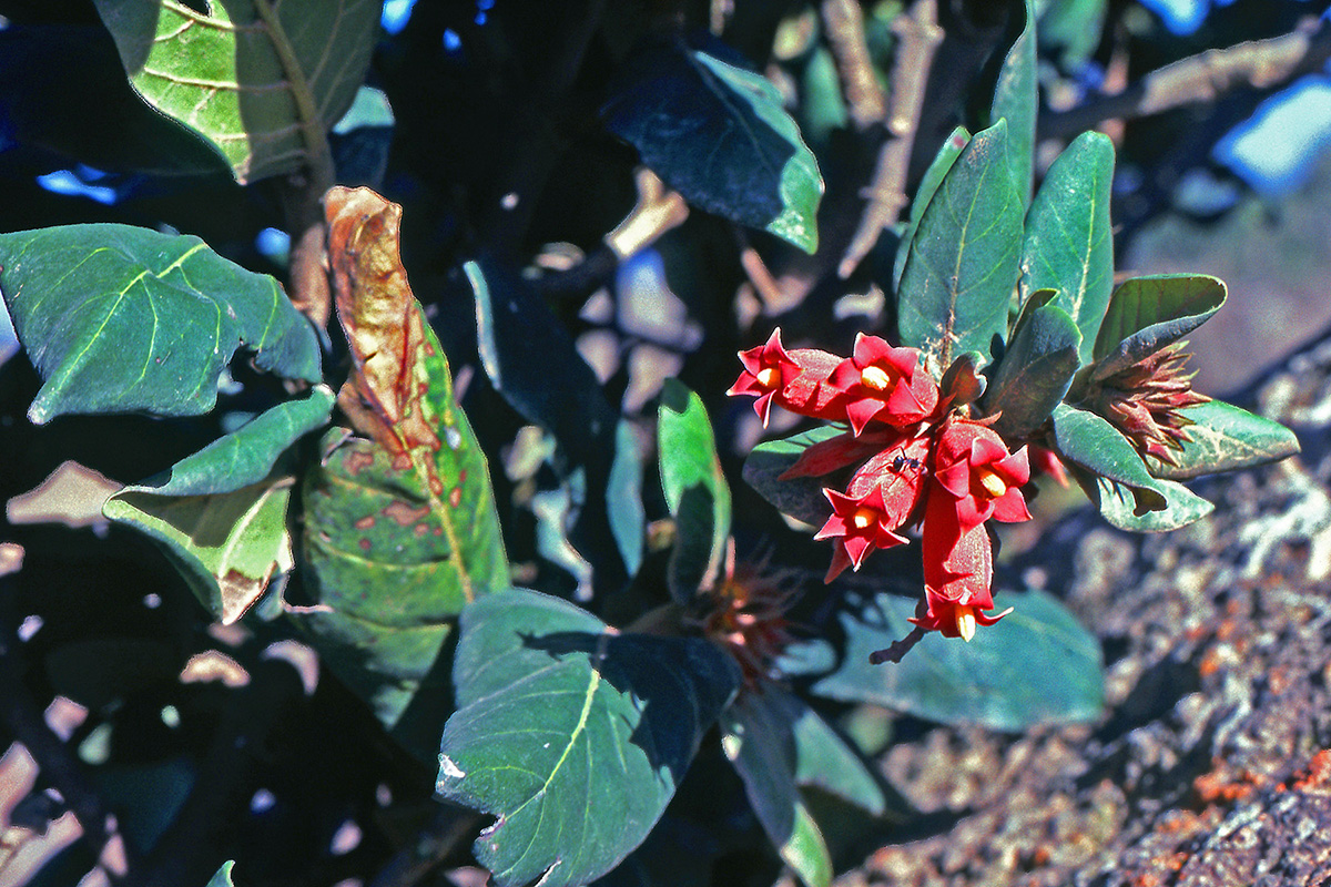 Rubiaceae Burchellia bubalina