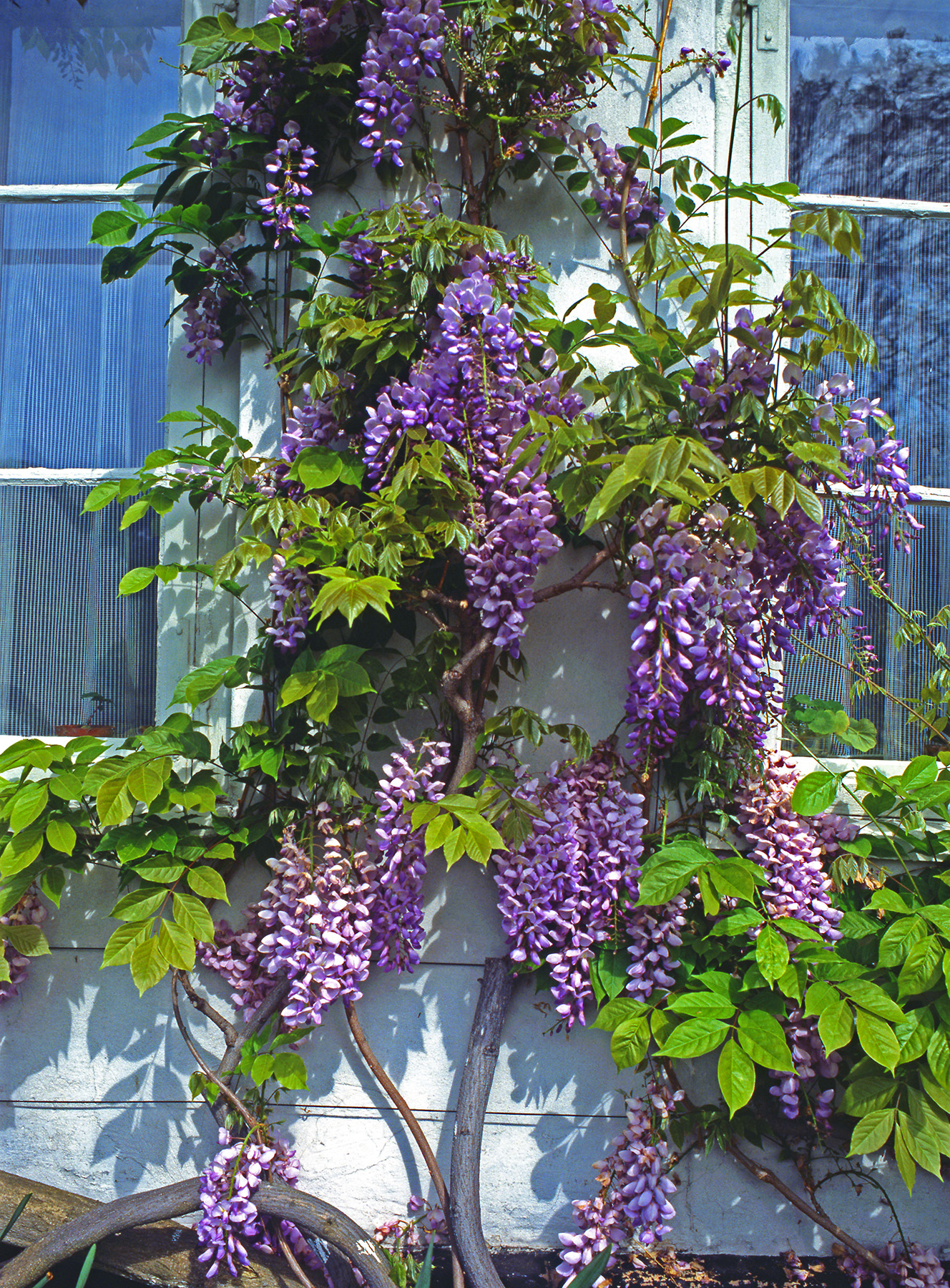 Fabaceae Wisteria sinensis