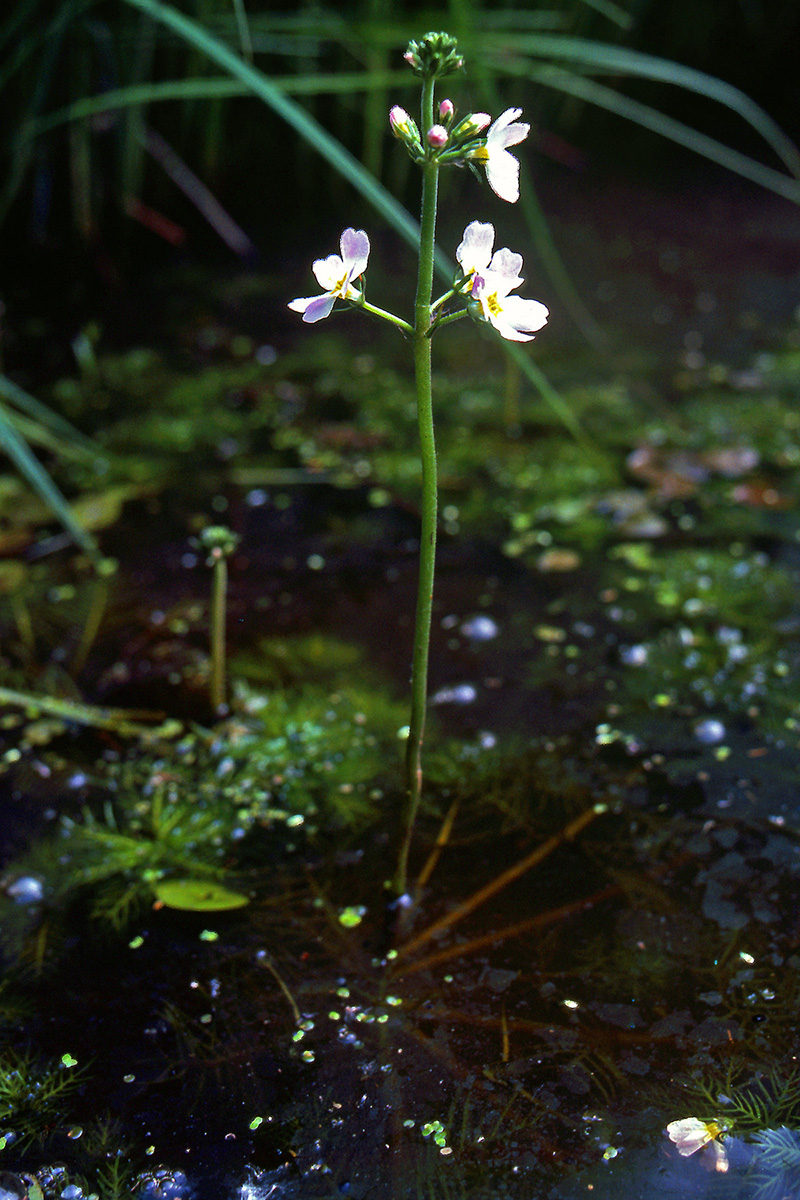Primulaceae Hottonia palustris