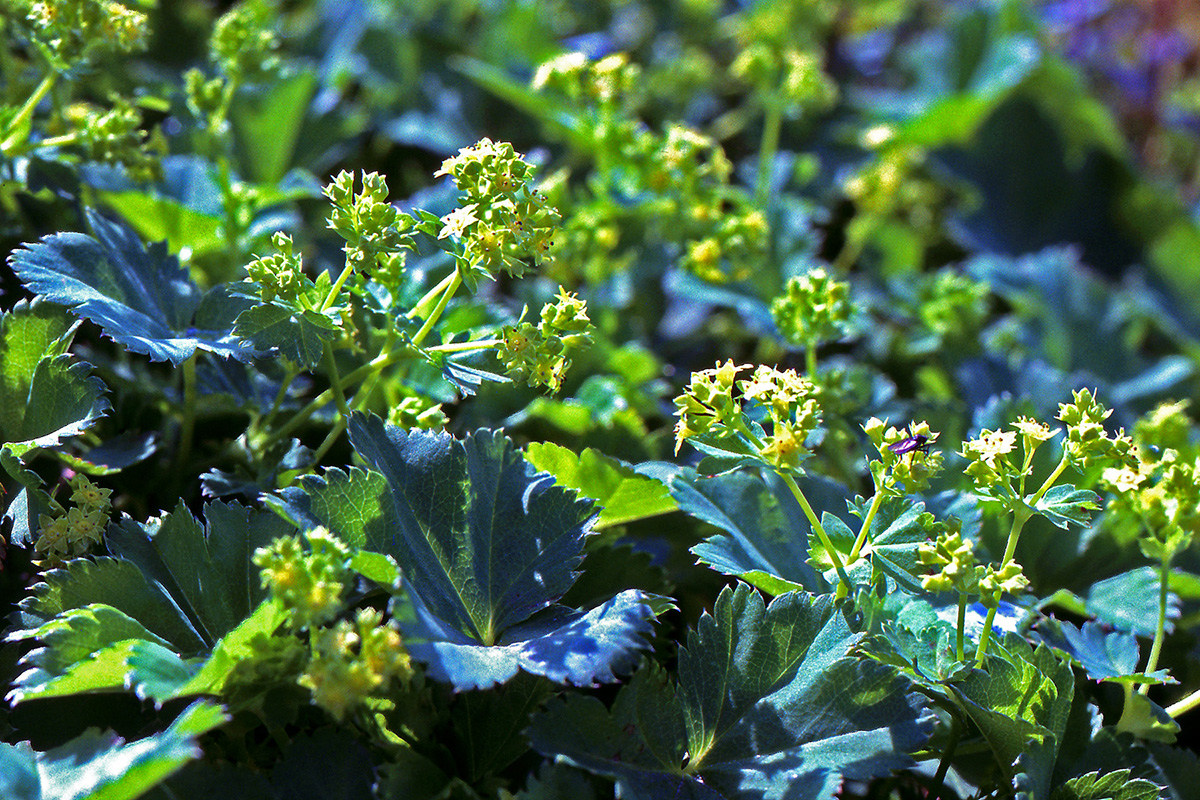 Rosaceae Alchemilla glabra