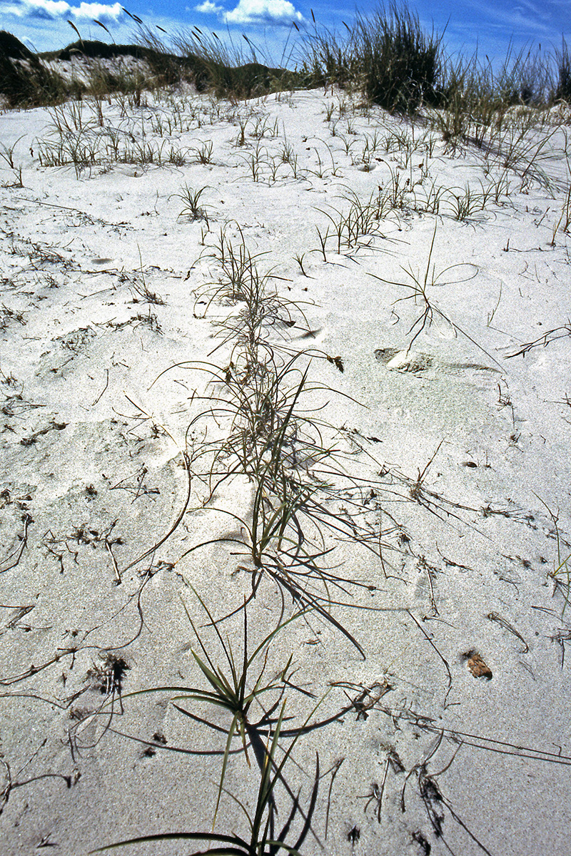 Cyperaceae Carex arenaria
