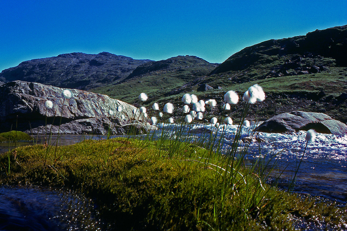 Cyperaceae Eriophorum scheuchzeri