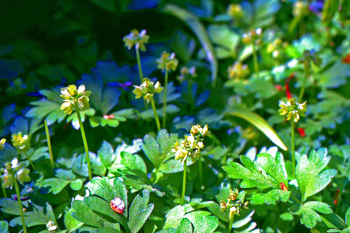 Adoxaceae Adoxa moschatellina