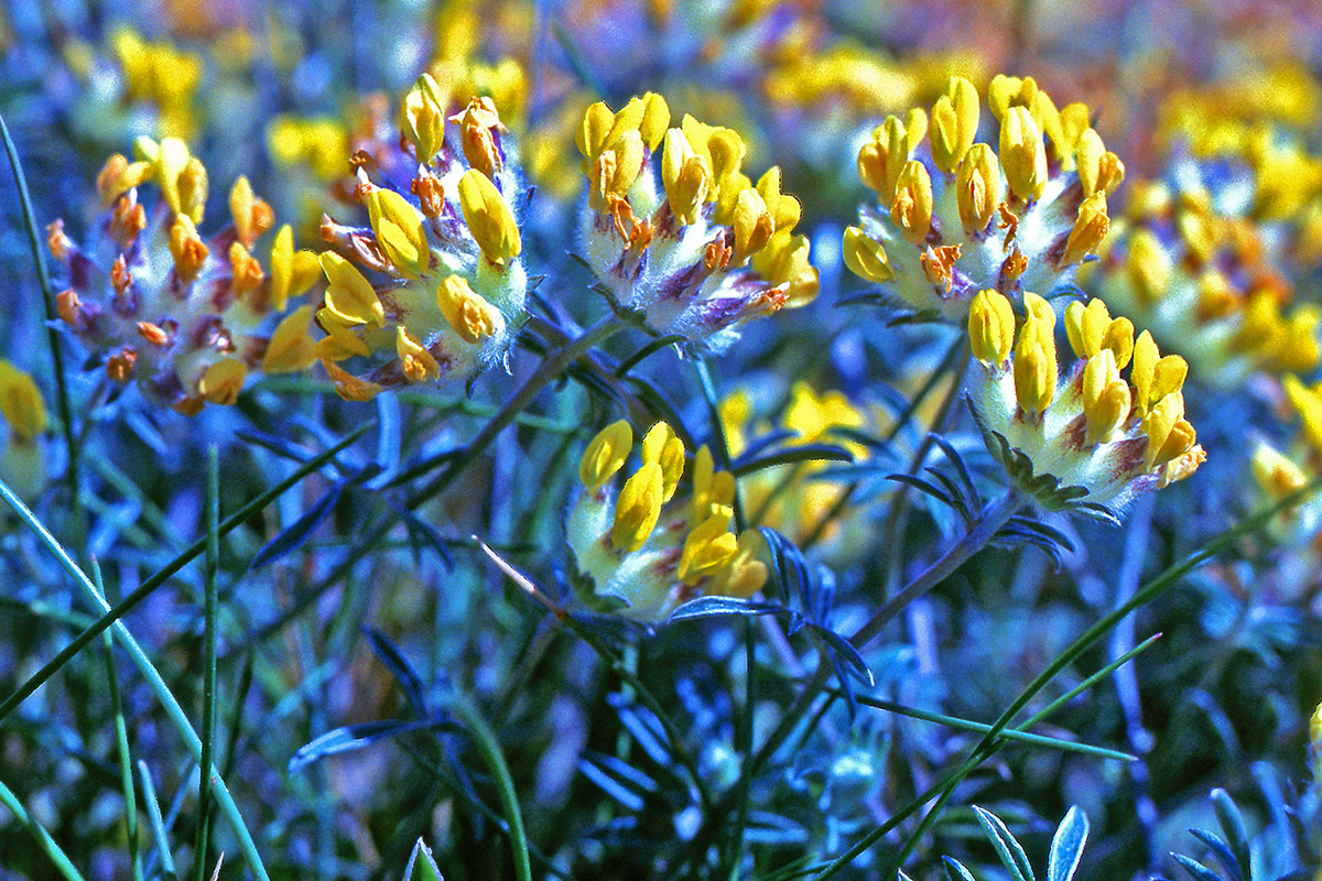 Fabaceae Anthyllis vulneraria