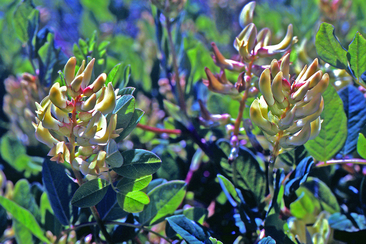 Fabaceae Astragalus glycyphyllos