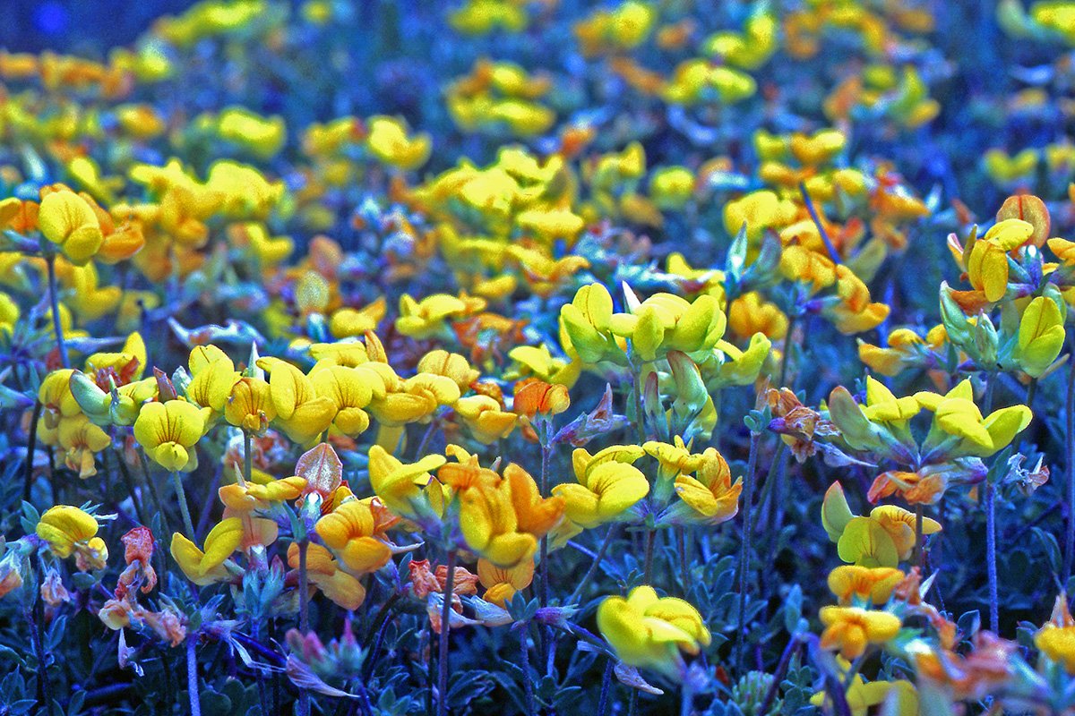 Fabaceae Lotus corniculatus