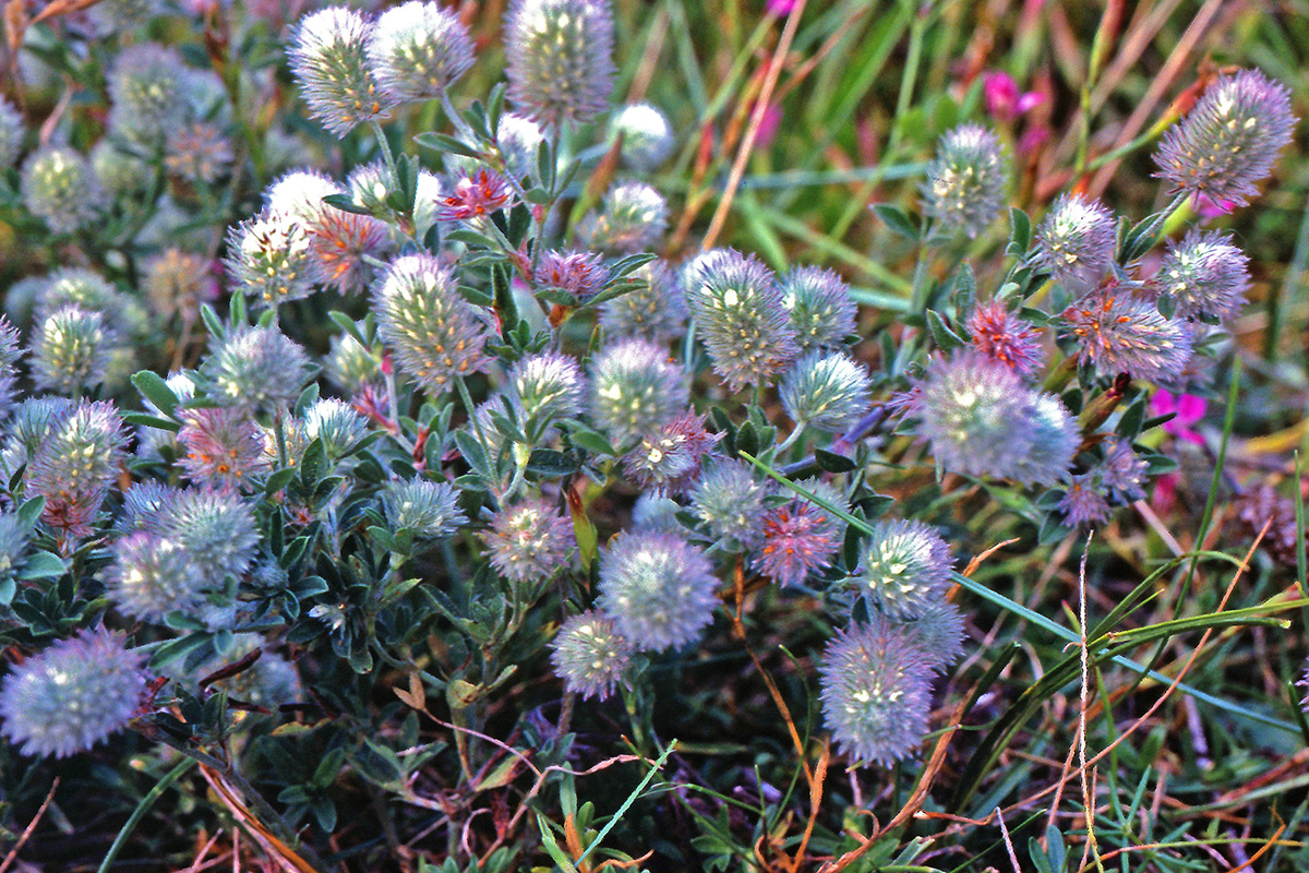 Fabaceae Trifolium arvense