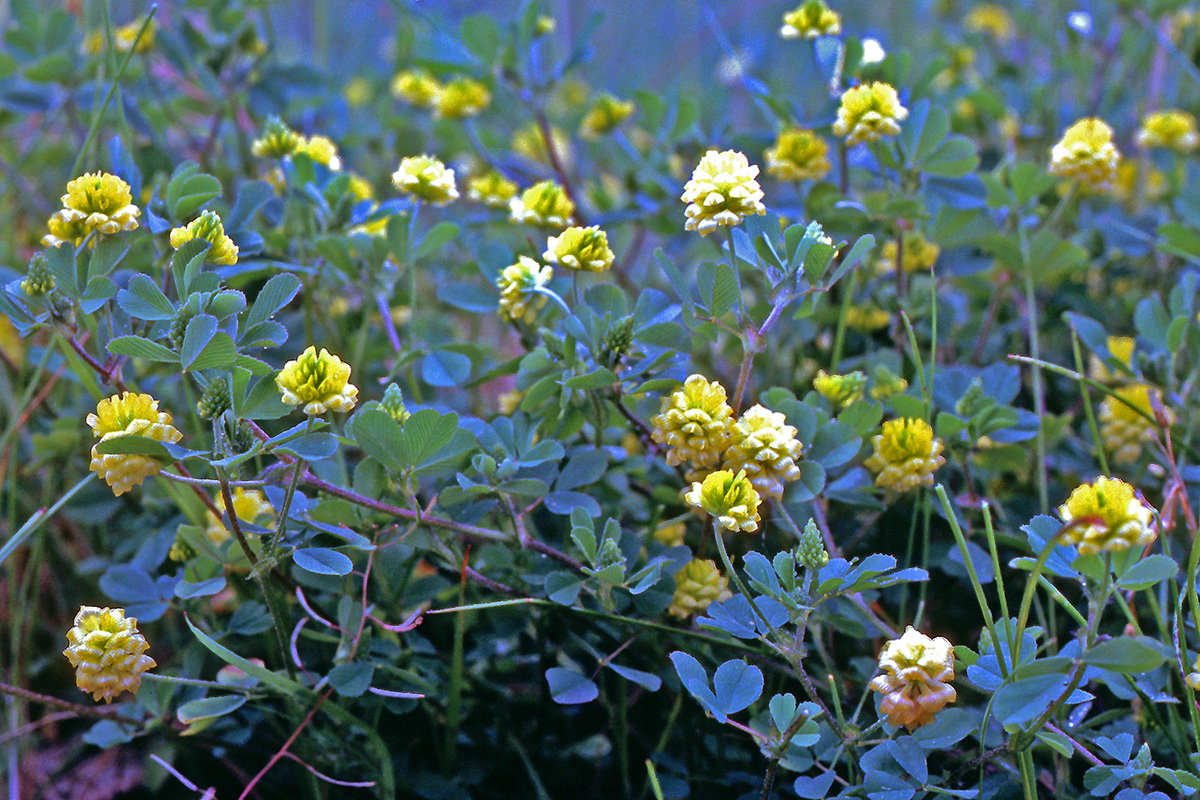 Fabaceae Trifolium campestre