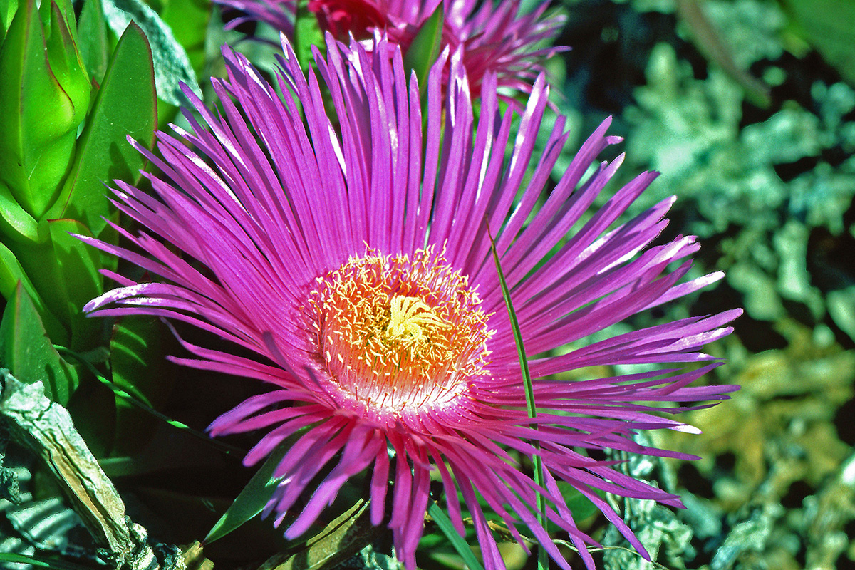 Aizoaceae Carpobrotus acinaciformis