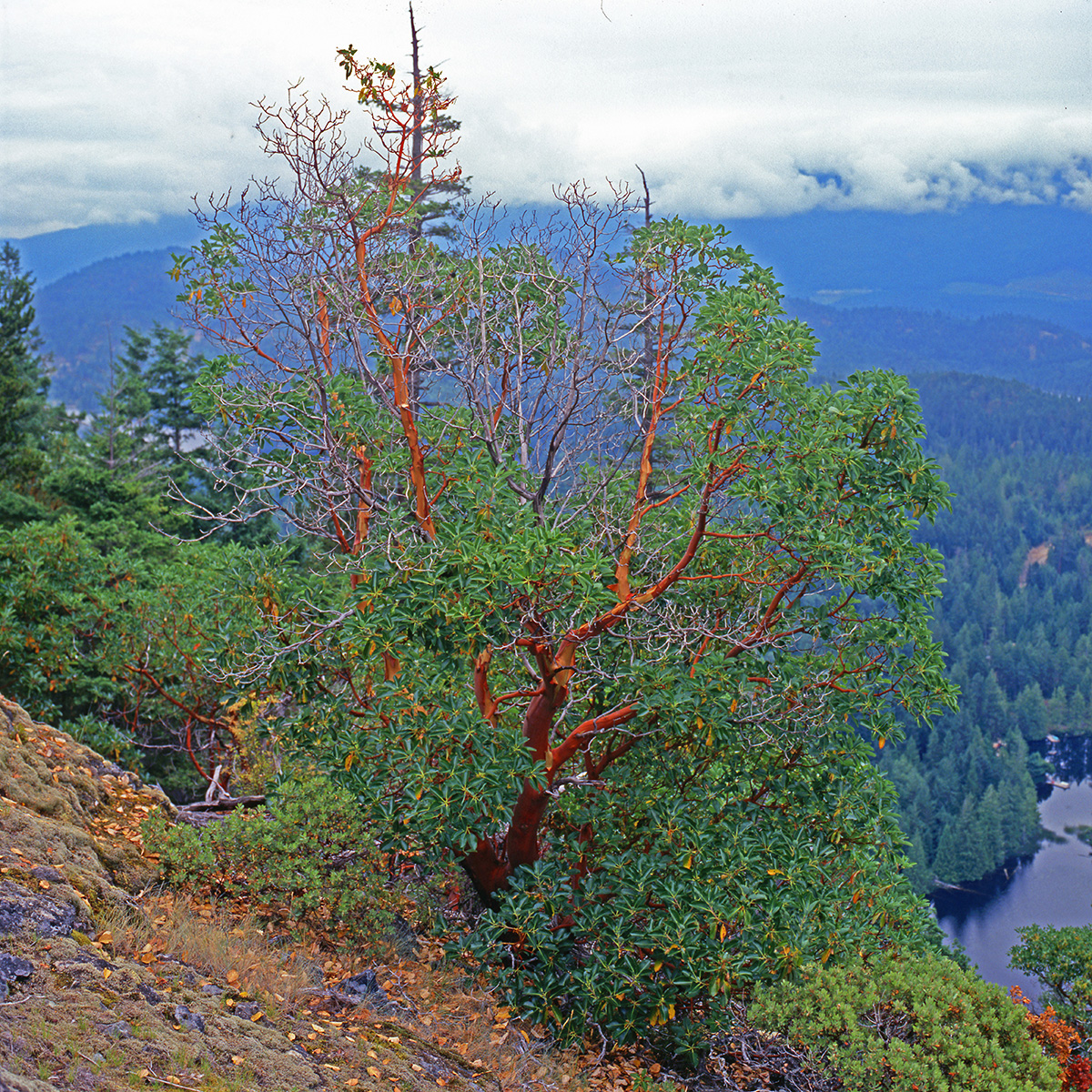 Ericaceae Arbutus menziesii