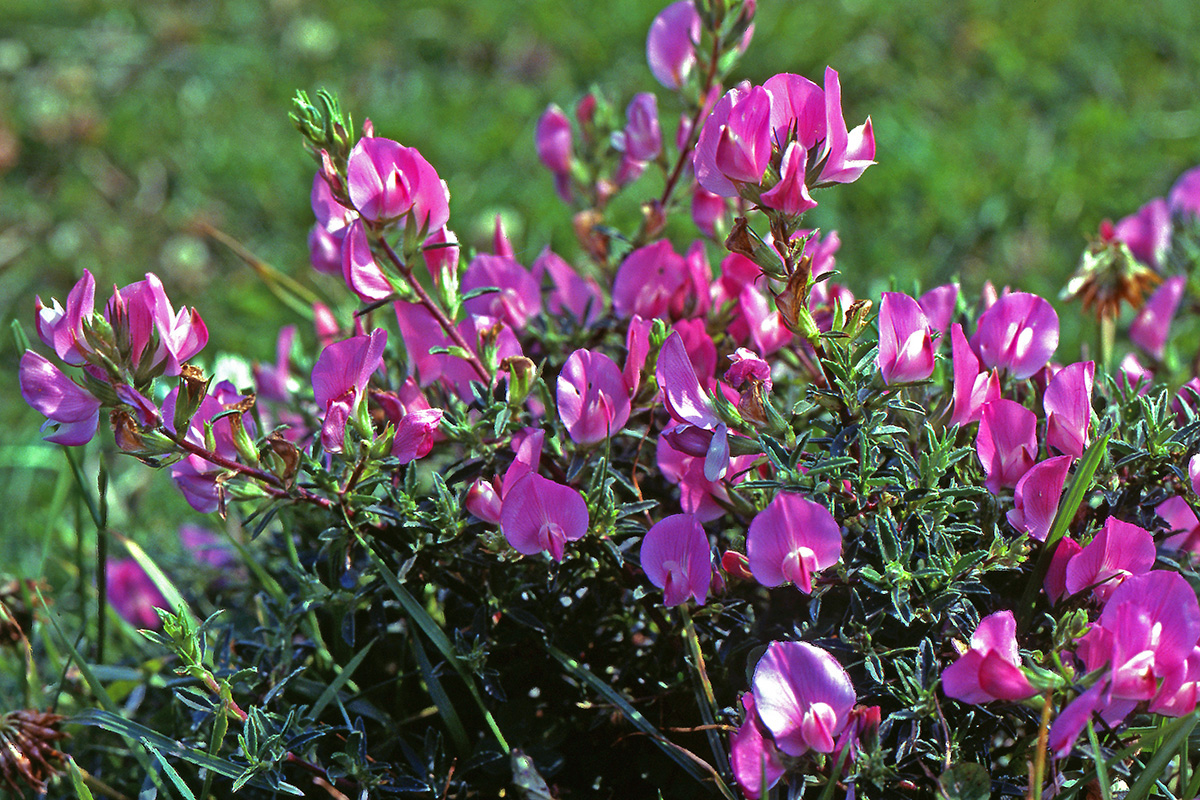 Fabaceae Ononis spinosa