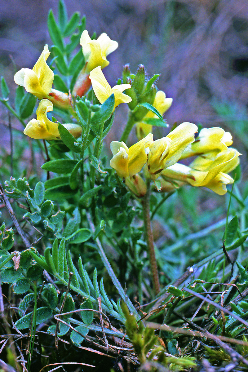 Fabaceae Oxytropis campestris