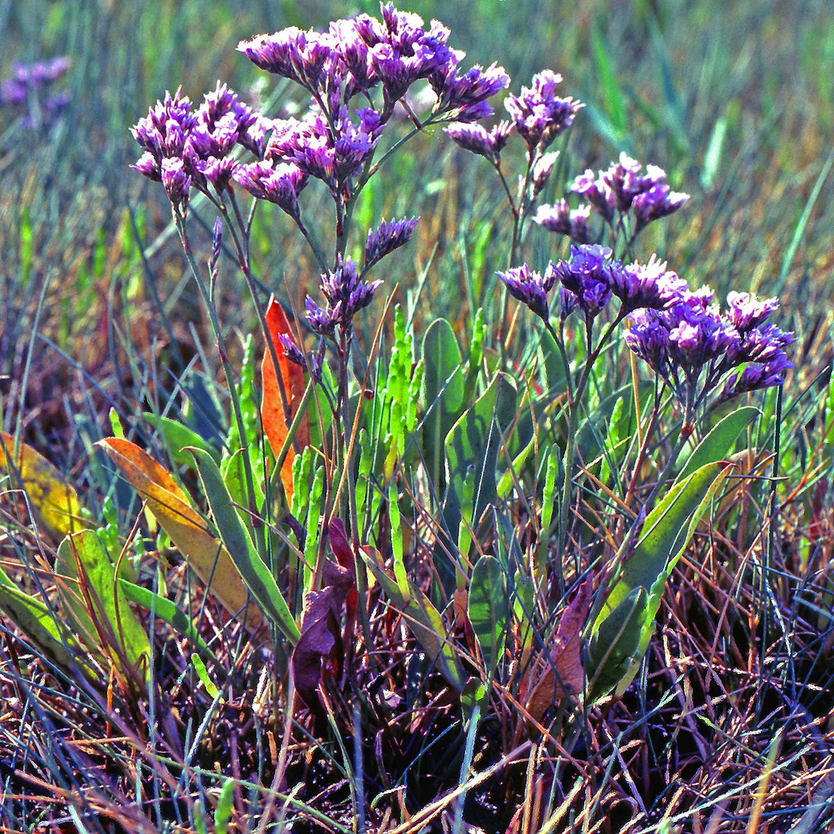 Plumbaginaceae Limonium vulgare