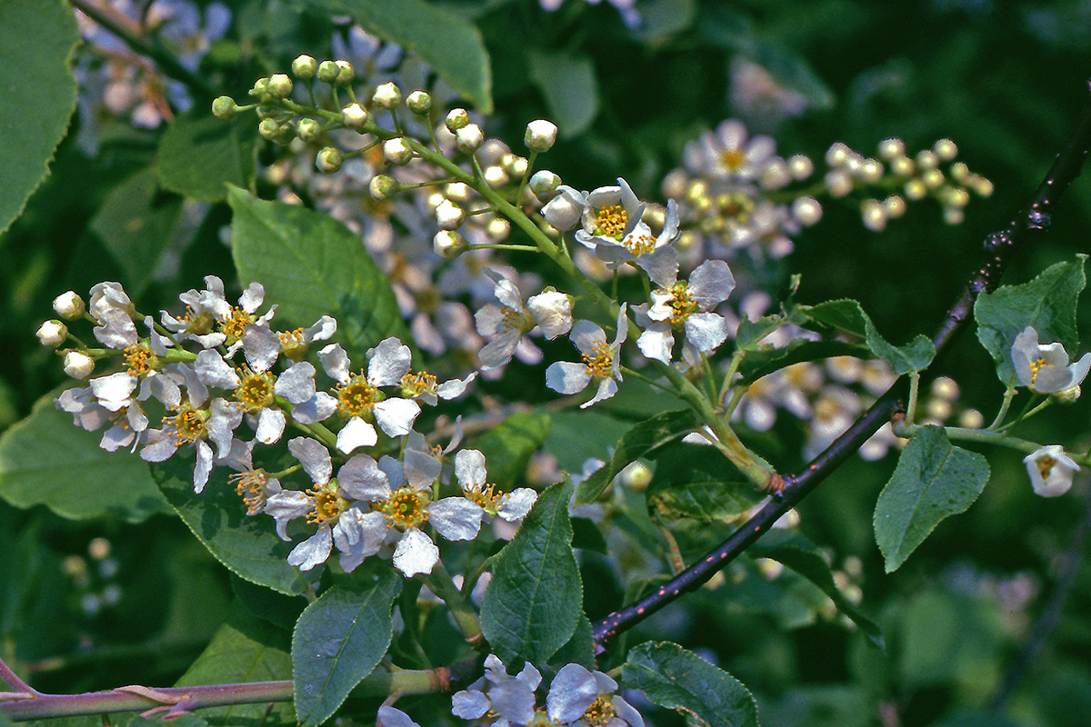 Rosaceae Prunus padus