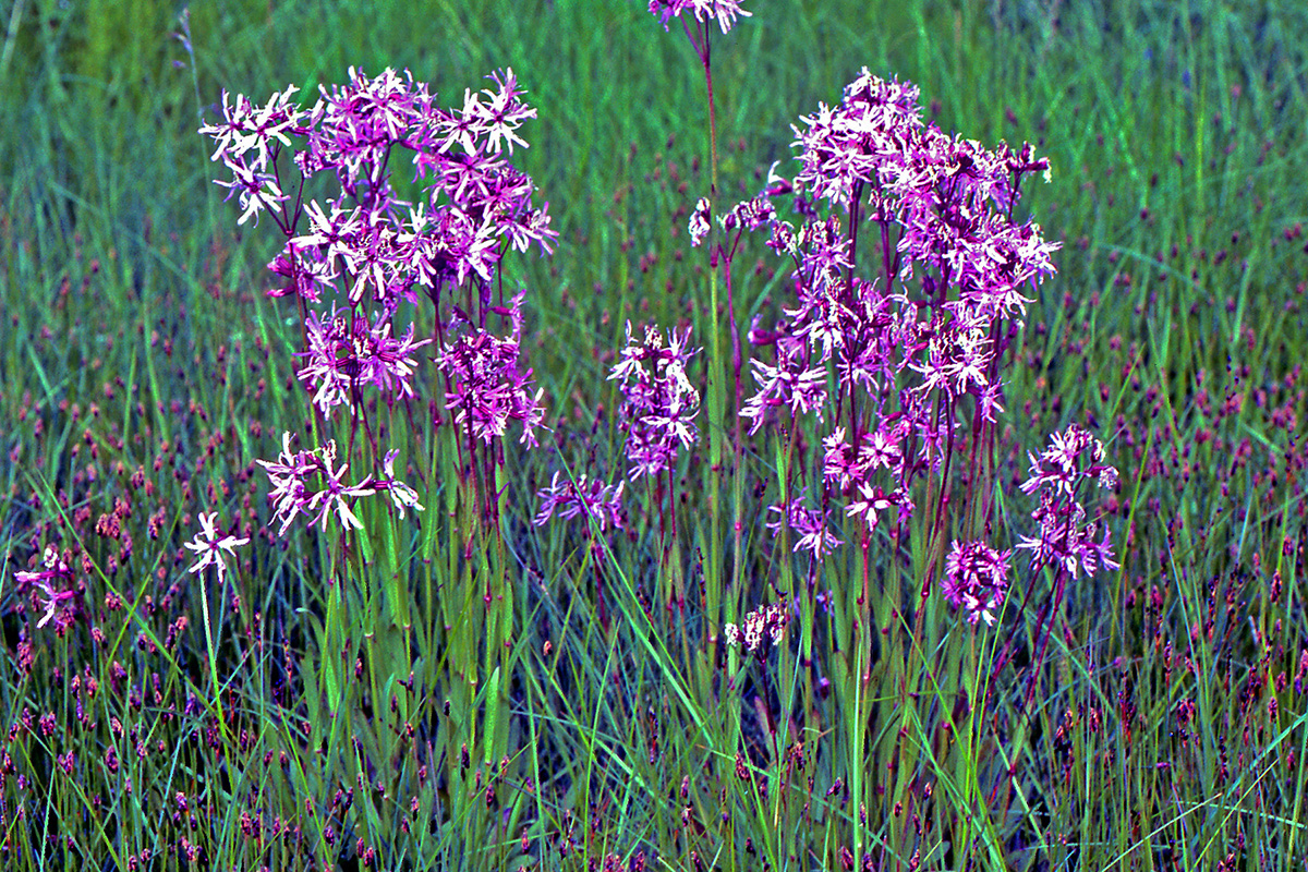 Caryophyllaceae Silene flos-cuculi