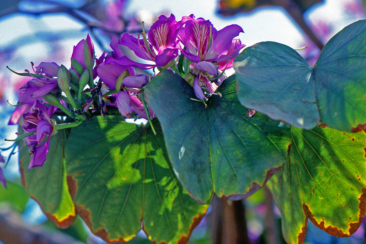 Fabaceae Bauhinia variegata