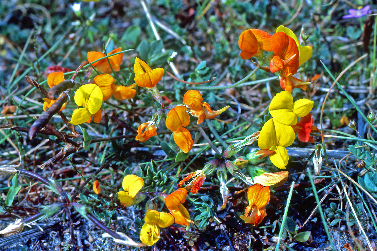 Fabaceae Lotus corniculatus