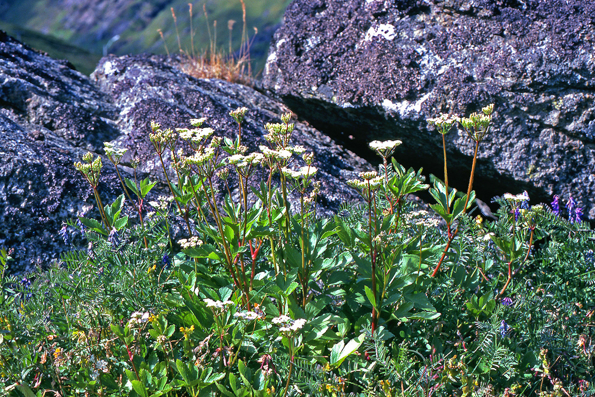 Apiaceae Ligusticum scoticum