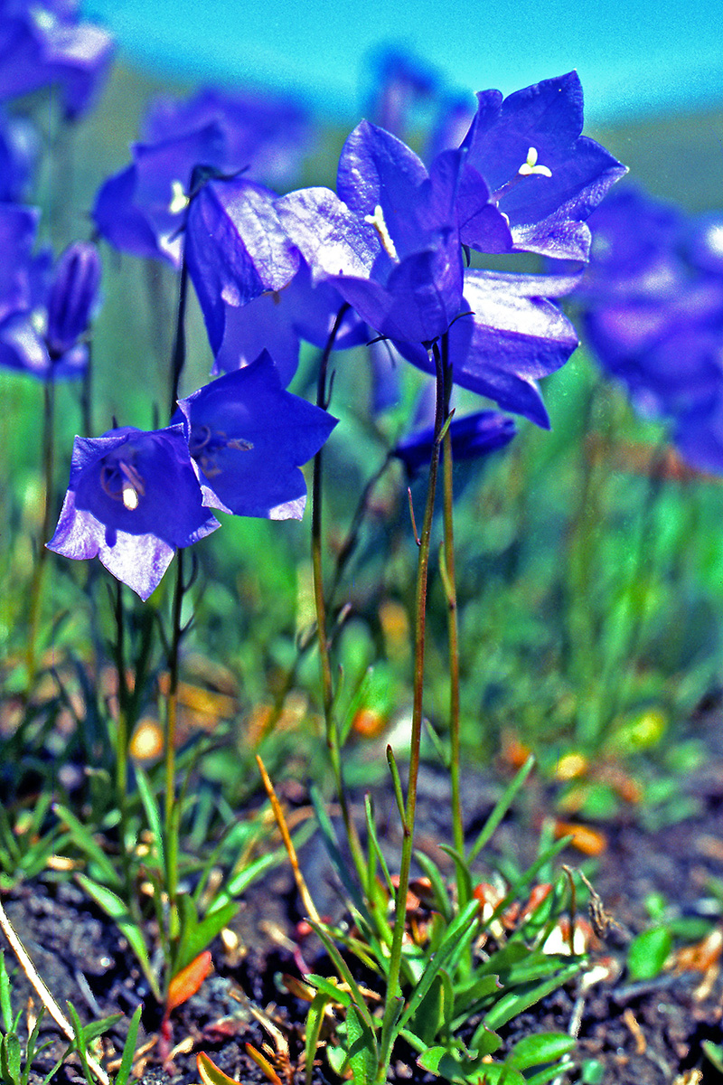 Campanulaceae Campanula gieseckeana
