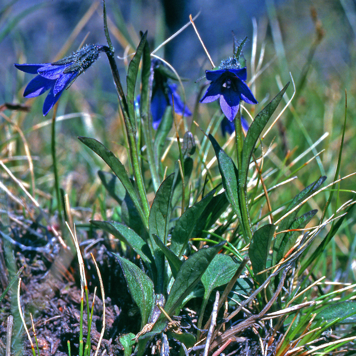 Campanulaceae Campanula uniflora