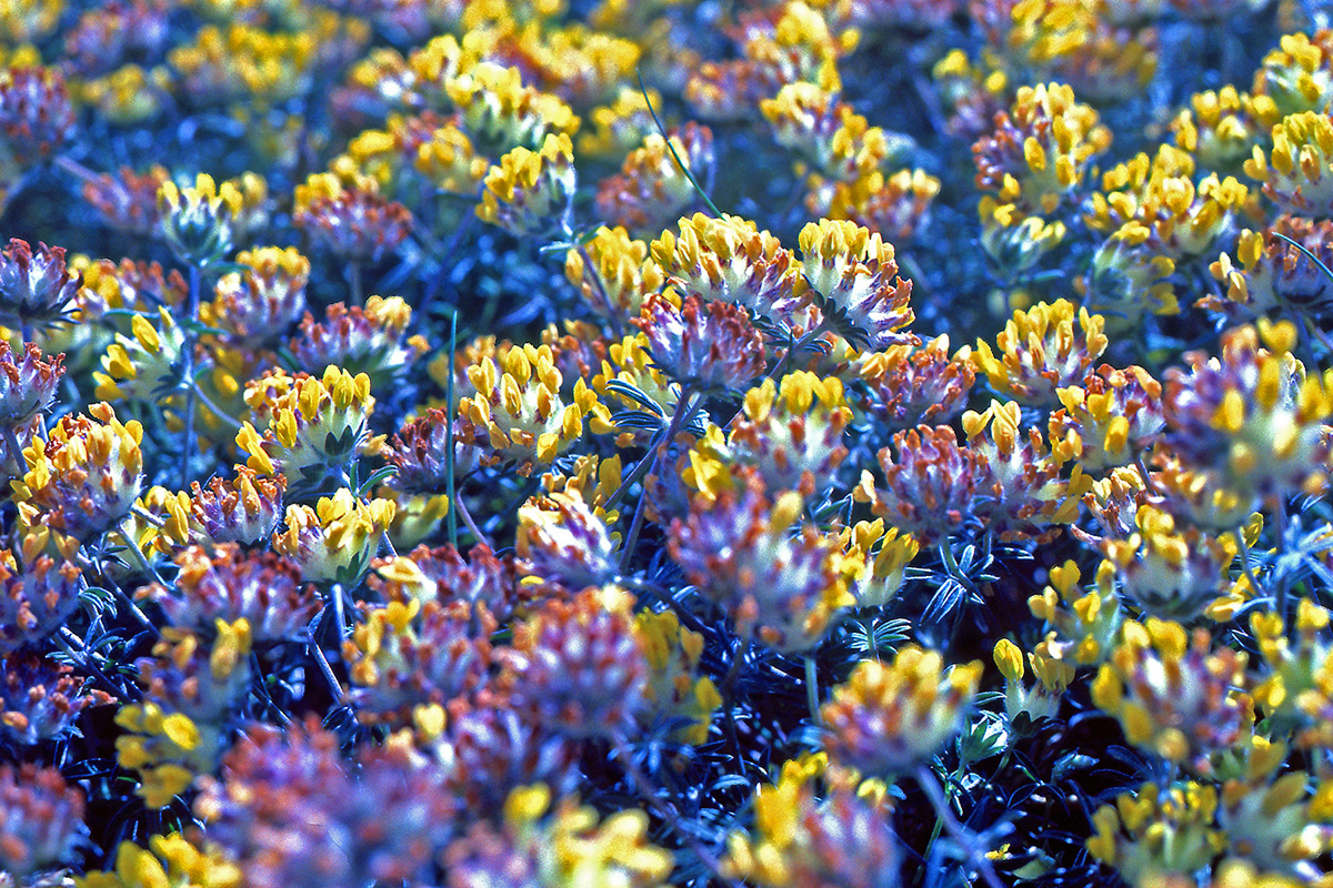 Fabaceae Anthyllis vulneraria