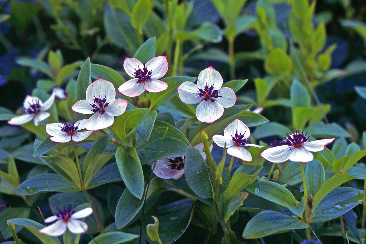 Cornaceae Cornus suecica