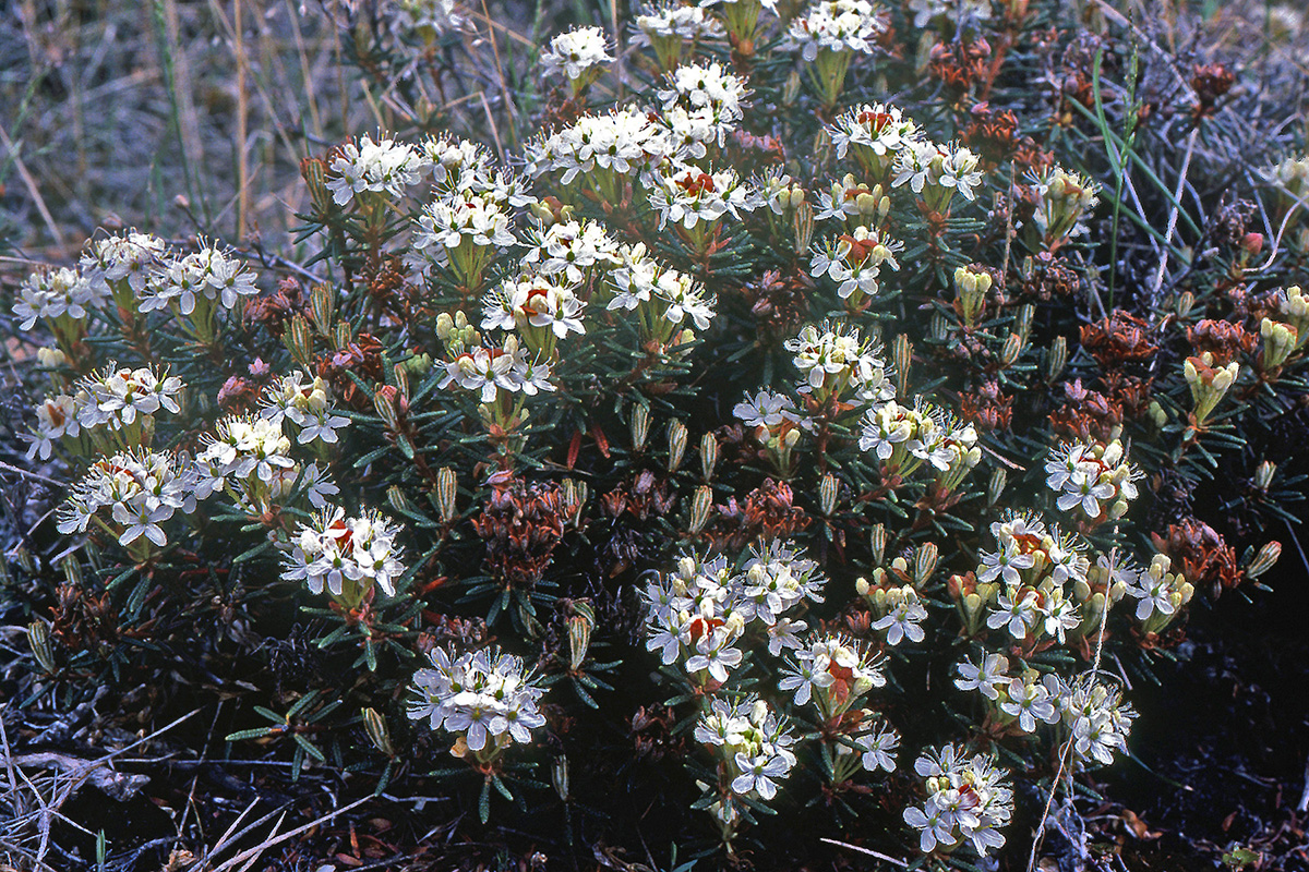 Ericaceae Ledum palustre