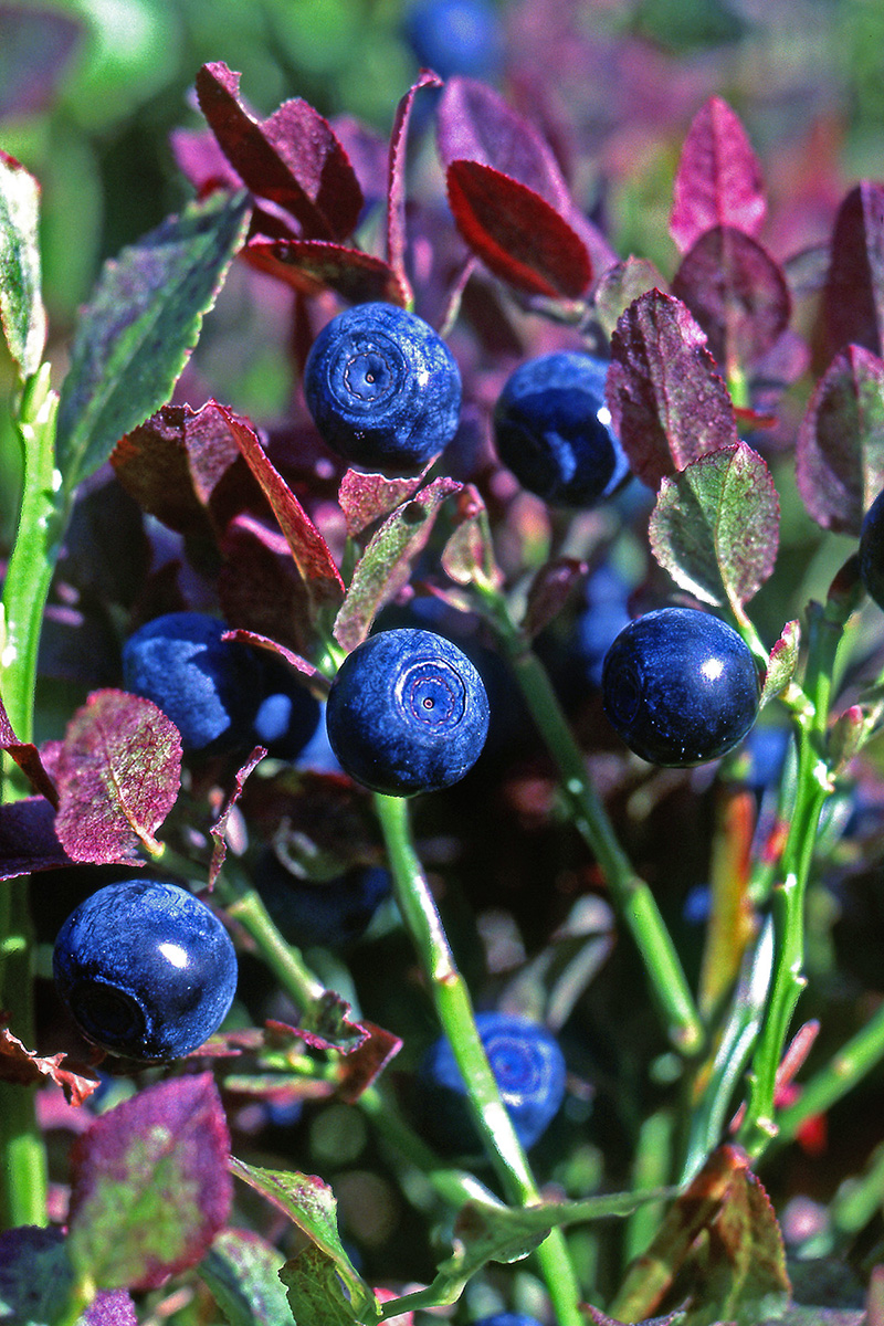 Ericaceae Vaccinium myrtillus