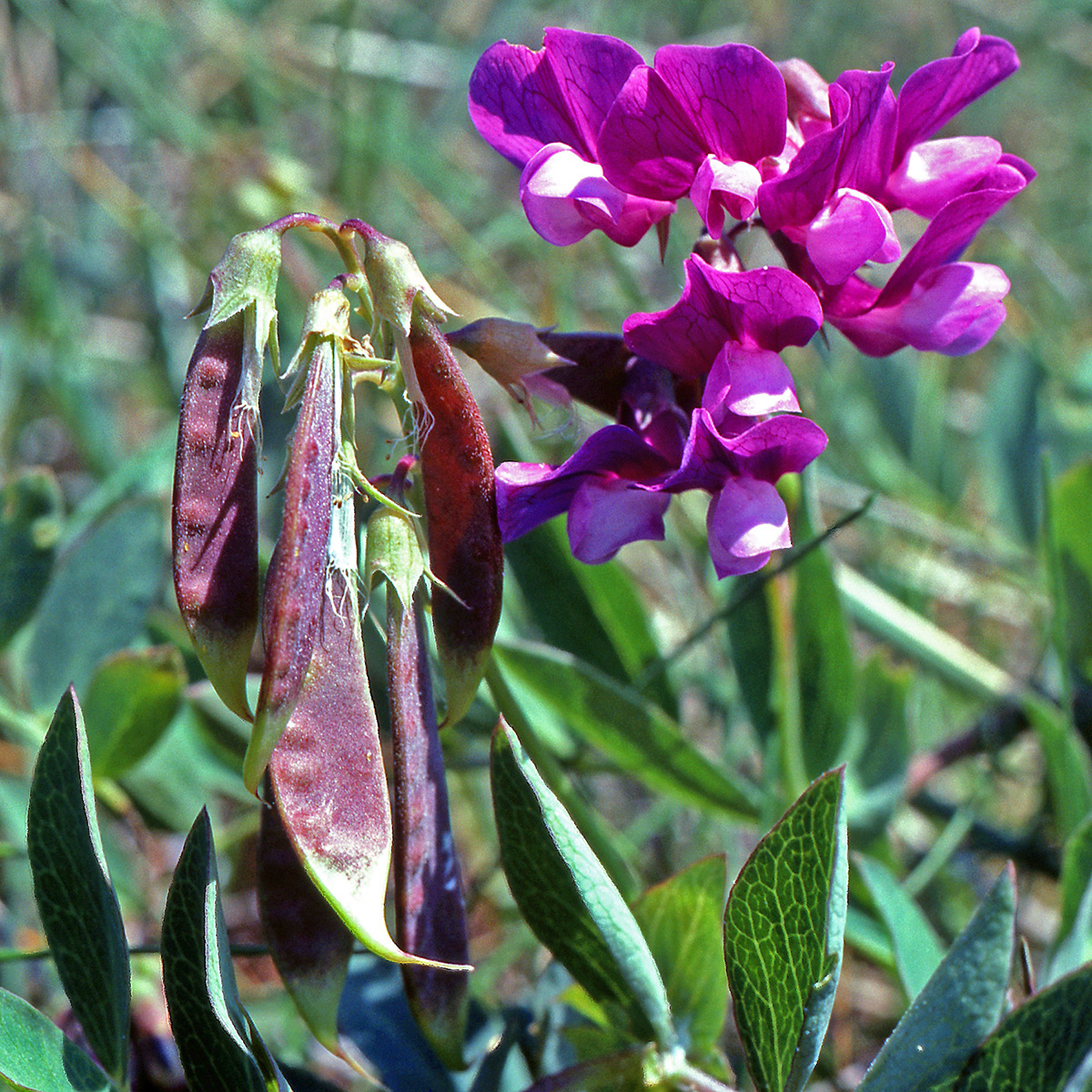 Fabaceae Lathyrus japonicus