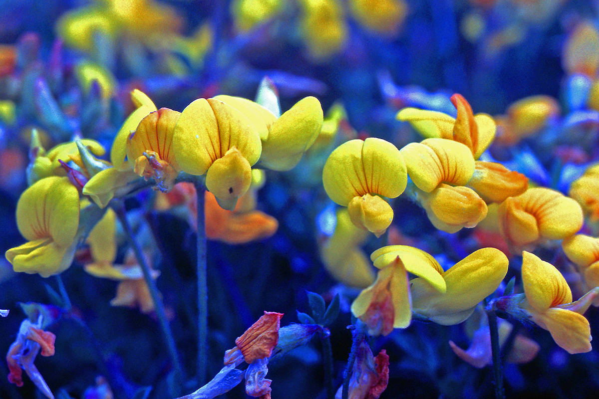 Fabaceae Lotus corniculatus