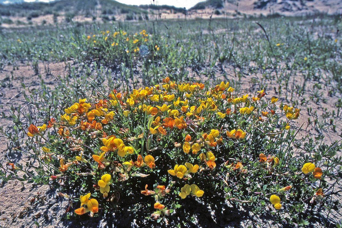 Fabaceae Lotus corniculatus