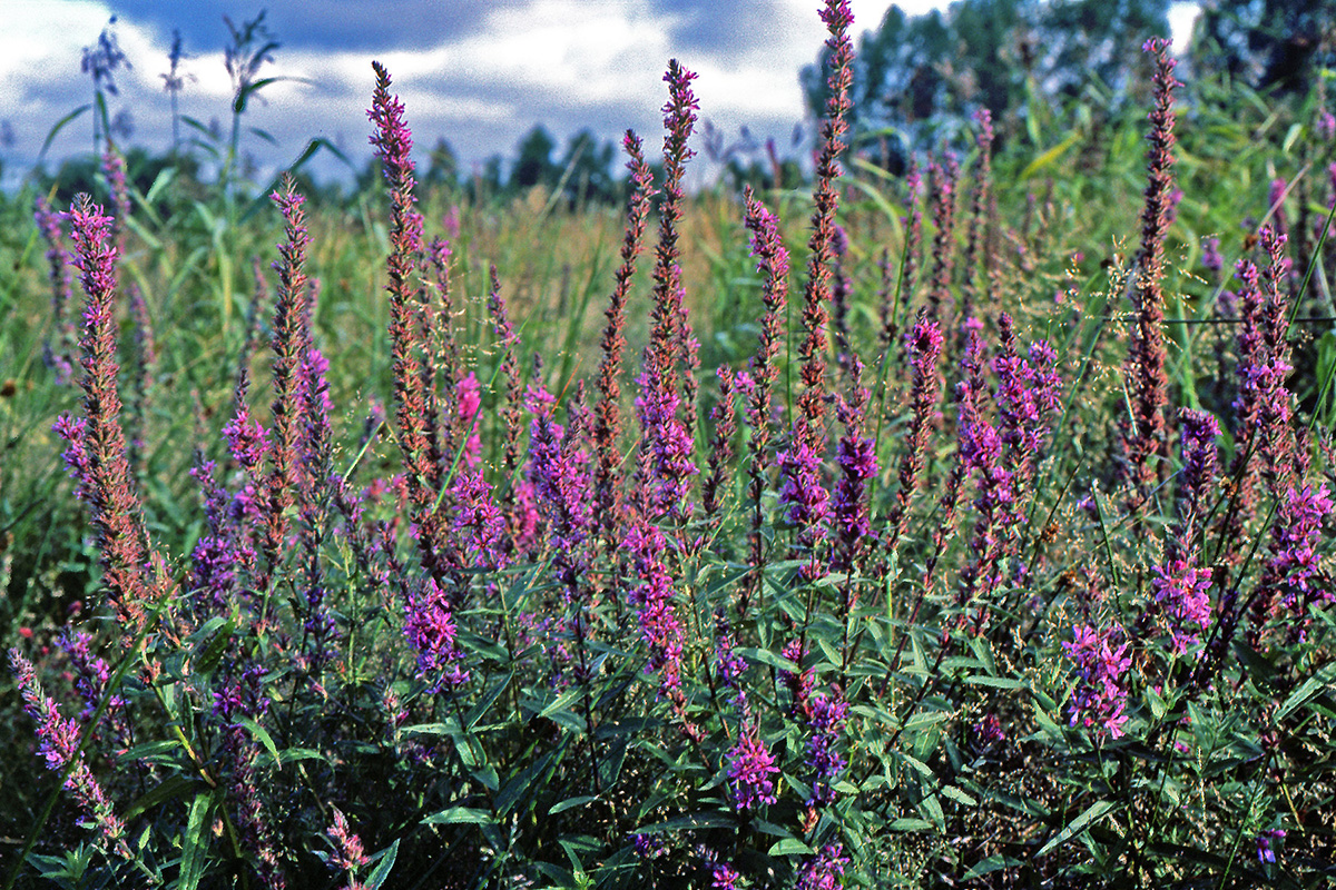 Lythraceae Lythrum salicaria