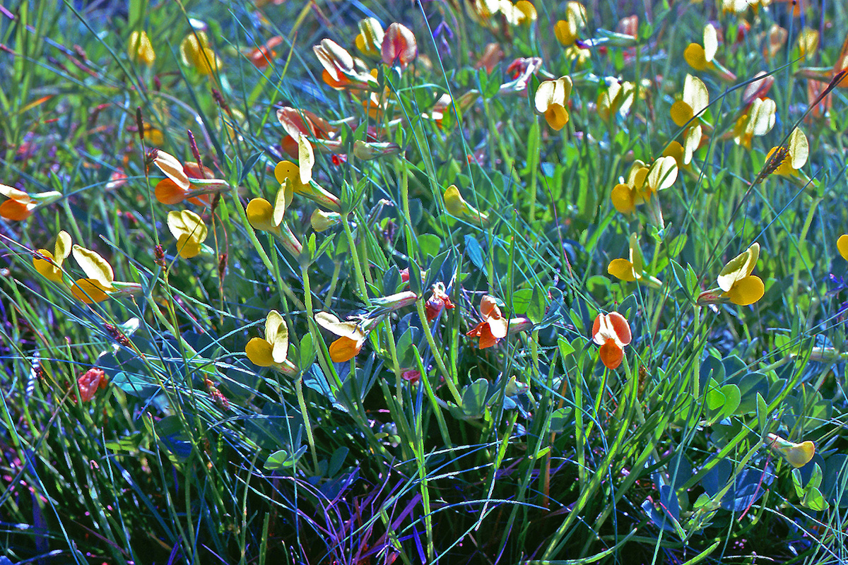 Fabaceae Lotus maritimus