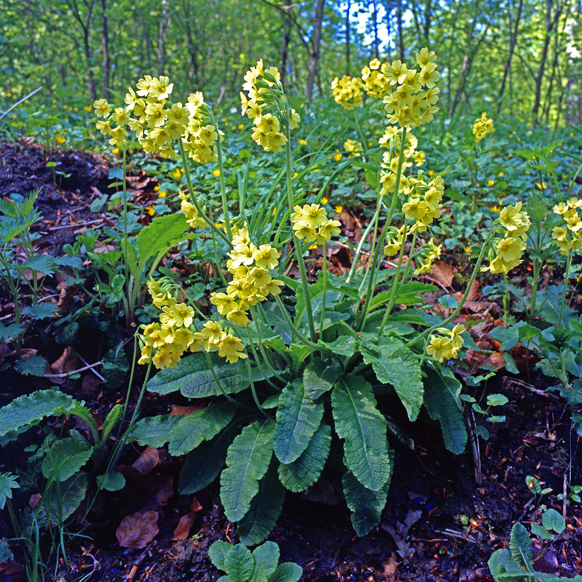 Primulaceae Primula elatior