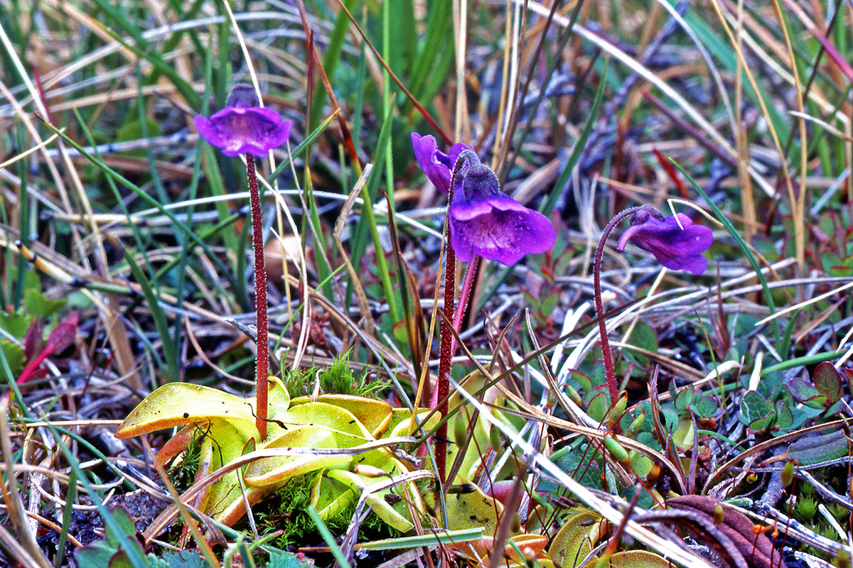 Lentibulariaceae Pinguicula vulgaris