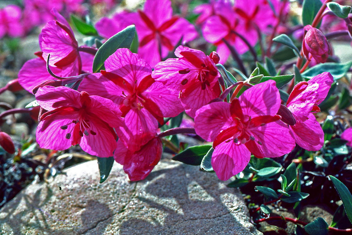 Onagraceae Epilobium latifolium